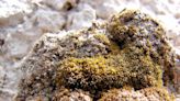 Scientists discover moss can grow on Mars