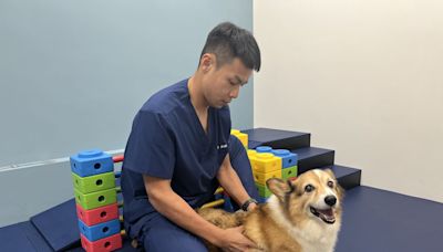 貓犬肥胖有礙健康 獸醫師呼籲健康餵養、運動雙管齊下