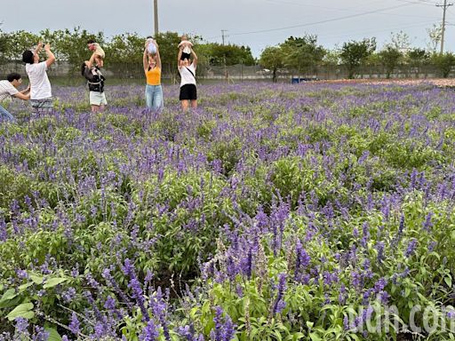 母親節前夕 民眾湧入彰化著名景點「董家花田」賞花