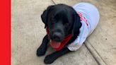 ‘Onnie’, el perro labrador que asiste a sobrevivientes de violencia extrema