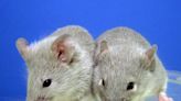 日本科學家將公鼠細胞轉為卵子 成功誕生7健康幼崽