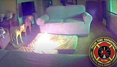 Dog Sets Home on Fire After Chewing Phone Charger Containing Lithium-Ion Battery — Watch the Video