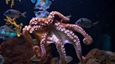 Octopus 'Hugs and Kisses' Diver in Extremely Rare Footage