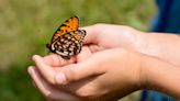 Fort Indiantown Gap is home to a rare butterfly species. Here's how to see them