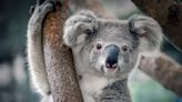 Woman Pays $40 to Hold a Koala and Gets the Cutest Picture as a Result