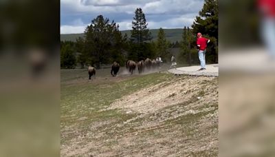 'I don't think that's wise': Video captures herd of bison charging tourists in Yellowstone
