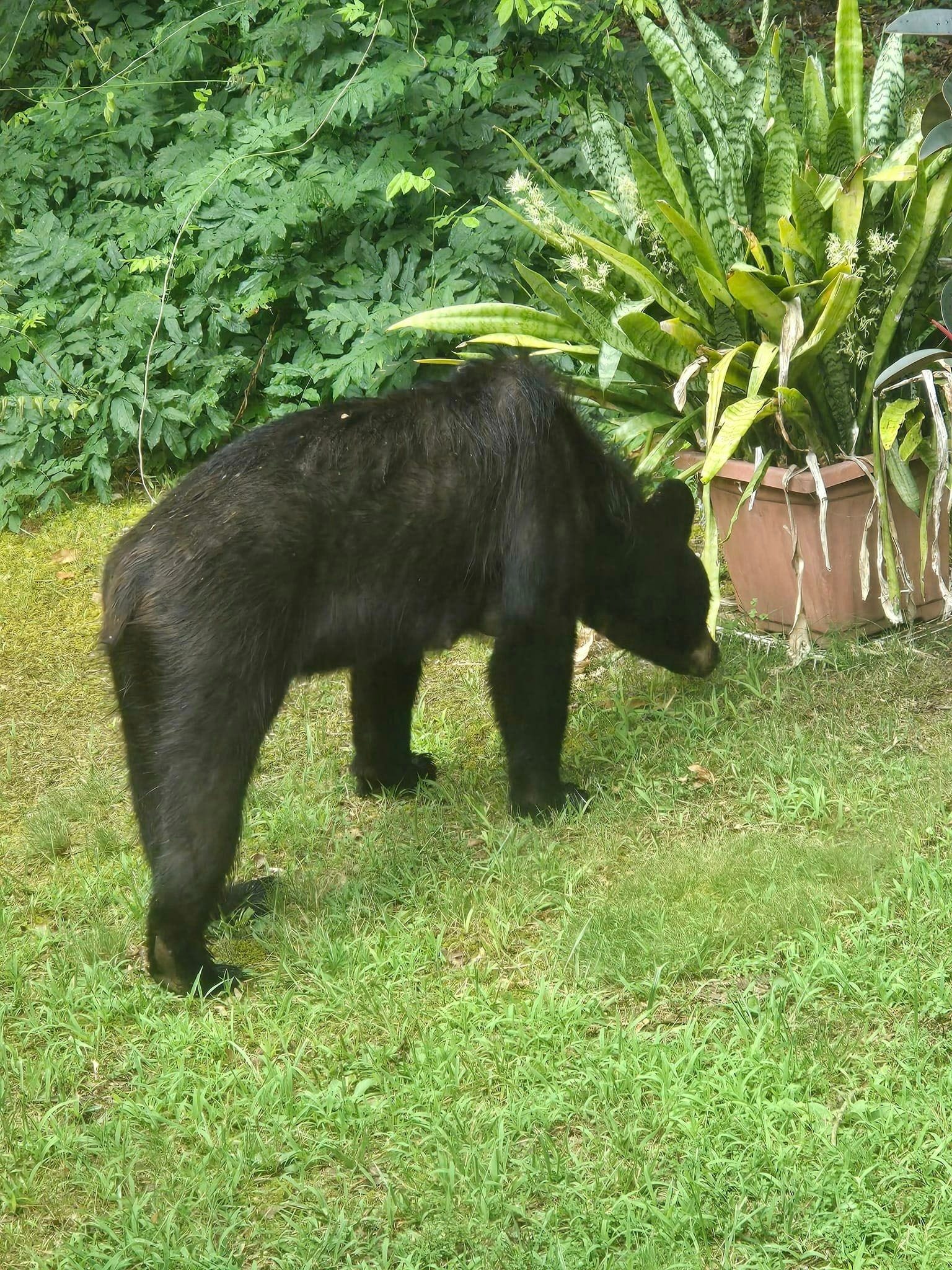 3 black bears — a mama and 2 cubs — spotted in Ridgedale backyard