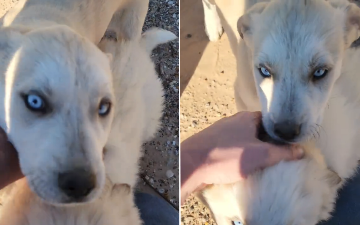 Man meets neighbor's litter of puppies, internet can't get over one detail