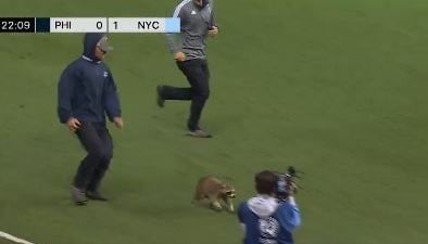 Un mapache irrumpió en un partido de la MLS y tardaron casi cinco minutos en agarrarlo