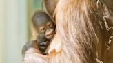 Zoo Captures Incredible Moment Critically Endangered Orangutan Gives Birth to Healthy Baby