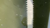 13-foot smalltooth sawfish tagged off Florida coast for the first time in 20 years