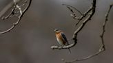 It's nesting season for Eastern Bluebirds and good time to spot that flash of blue in sky