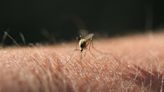 The Mosquitoes Are Out. Here’s What to Know About West Nile Virus.