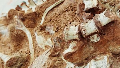 Pesquisadores encontram fóssil de dinossauro de 230 milhões de anos após chuvas no sul do Brasil