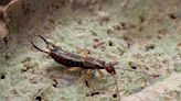 Are Earwigs Dangerous to Humans?