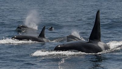 Killer whales attack and sink sailing yacht in the Strait of Gibraltar — again