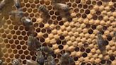 Her toddler heard monsters in the wall. Turns out, the noise was more than 50,000 bees that produced 100 pounds of honeycomb