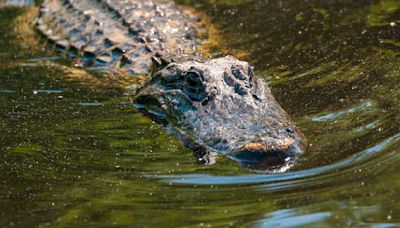 Australian officials search for child missing after reported crocodile attack