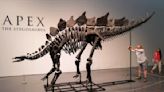 Dinosaur skeleton breaks auction record at New York sale