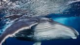 Underwater photos from the World Nature Photography Awards reveal stunning scenes beneath the world's oceans