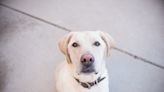 Labrador Retriever's Chaotic Response to Hearing the Word 'Breakfast' Has People Feeling Seen
