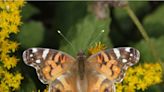 'It takes great change to find your wings': There's no time better than present to learn about butterflies