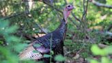 Pa. Game Commission: Calling all turkey hunters