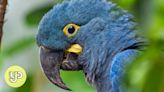 Green energy in Brazil faces dilemma: endangered macaw vs wind farm