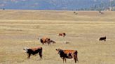 No bull: Wranglers haven't found any wayward cattle at Valles Caldera