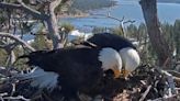LIVE: Hatch watch is underway at a California bald eagle nest monitored by a popular online camera feed