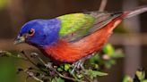 Eleven stunning birds to see in Mississippi this summer and where to find them