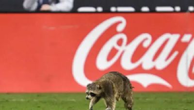 Mapache invade la cancha en el Philadelphia Union vs NYC FC