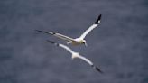 Faithful mates, hot tempers form primal life for gannets