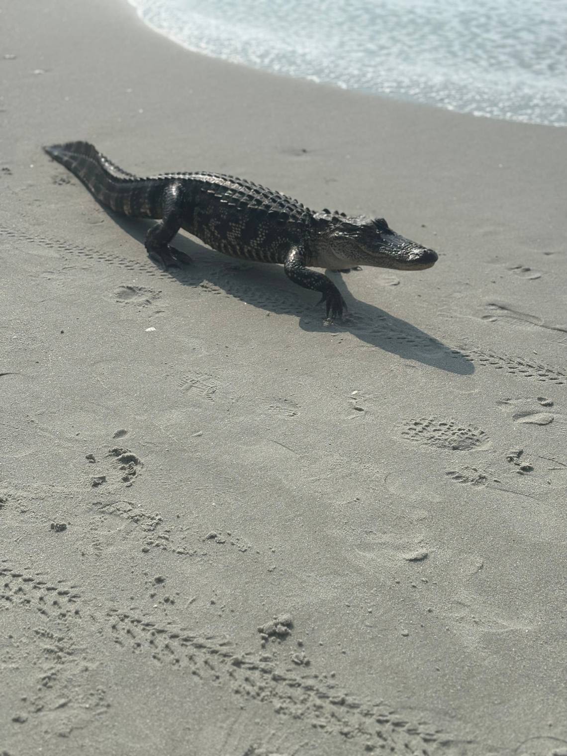 Video: An alligator strolls near ocean in Myrtle Beach. Lifeguard clears water for reptile