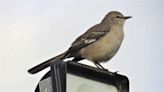 It’s in your nature: Why is Bird Territoriality Important? | Times News Online