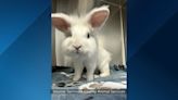 Looking for a ‘pocket pet’? Rabbits, rats up for adoption in Seminole County