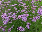 Verbena bonariensis