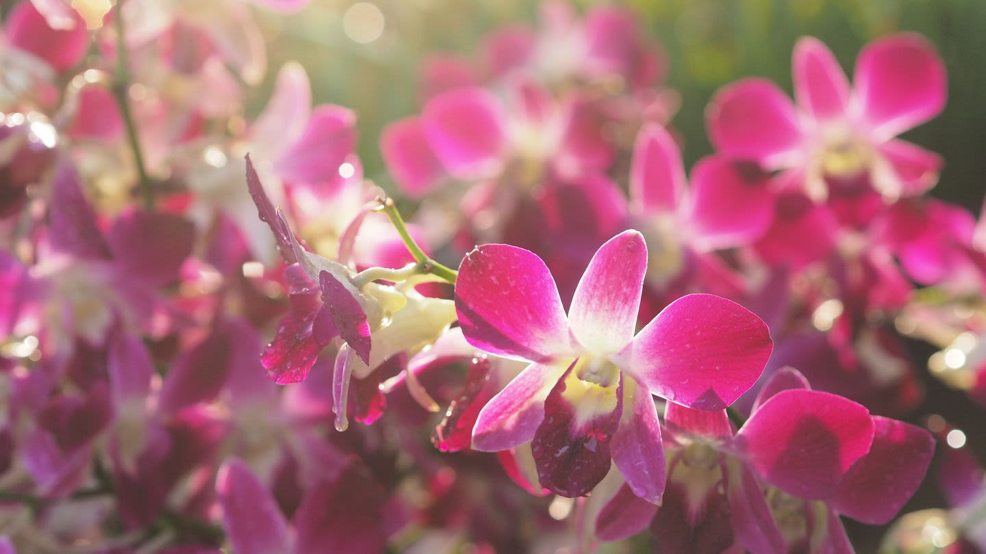The Hidden Meaning Behind 10 Stunning Orchid Colors