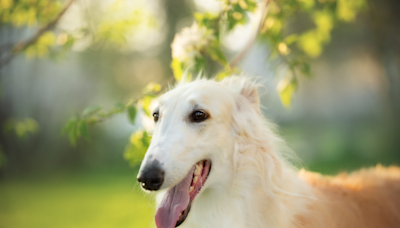 Borzoi Puts on Charming Performance Attempting To Score Slice of Dad’s Pizza