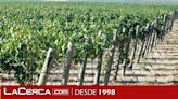 Industrias Vitivinícolas ven "desilusión" por falta de rentabilidad y avisa que muchos campos de viñas cambiarán su uso