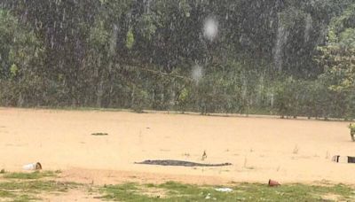 中國廣東接連暴雨沖壞養殖場 4隻鱷魚趁機「離家出走」