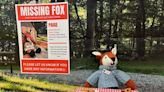 Fox-napped: Search is on to find Paige, the Dundee Library mascot who’s been missing June 8
