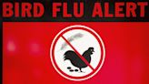 Expert reaction: Bird flu outbreak in Victoria and WA