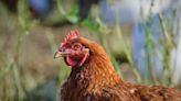 Sassy Hen Isn't Afraid to Stand up to Rooster and People Are Here for It