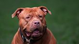 Girl, 10, mauled by unregistered XL bully in horror dog attack