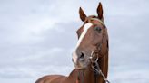 'He won us the Gold Cup - but we've got just as much of a thrill out of what he's achieved since he retired'