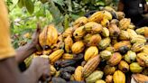 Cocoa Farmers Earn More in KitKat Program, But Fall Far Short of Living Income