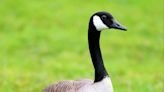 Please don’t feed the geese. Here’s the poop.