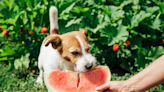Human Foods That Are OK for Dogs
