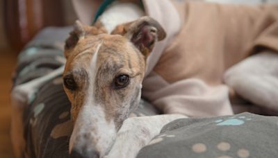 Greyhound Hits Snooze After a Playdate with Tiny Princesses and It’s a Whole Mood